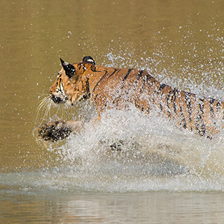 Tadoba - Tiger attack